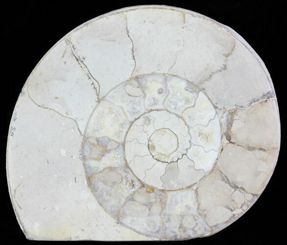 Cut and Polished Lower Jurassic Ammonite - England #62574